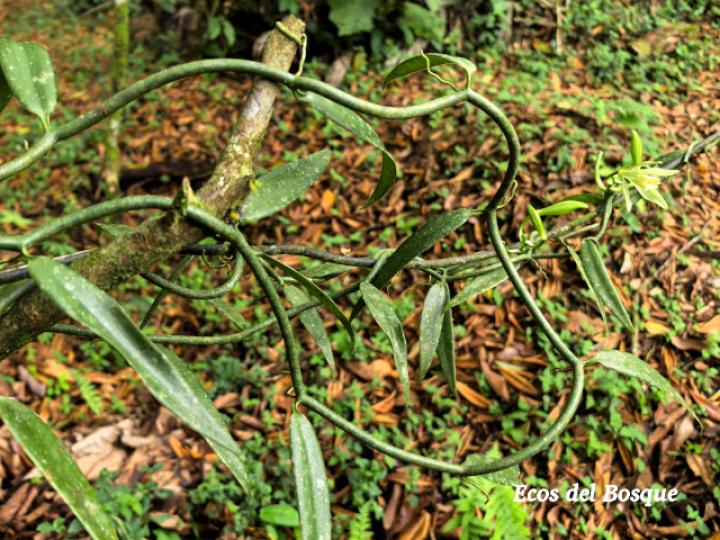 Vanilla odorata (Vainilla)