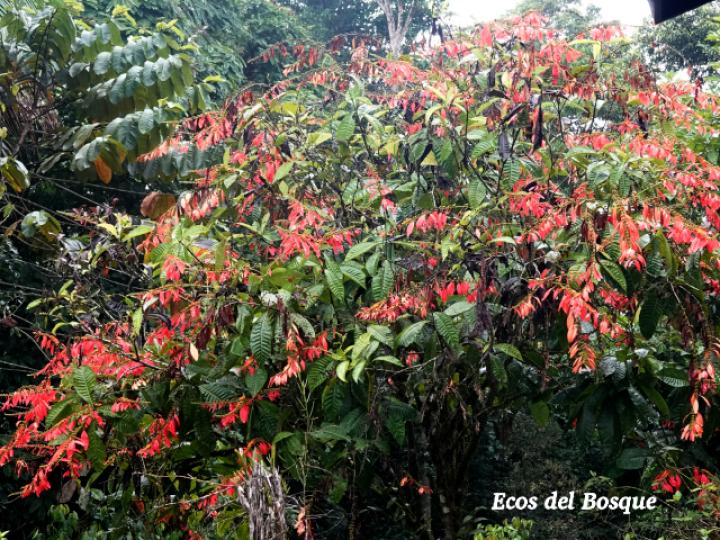 Warscewiczia coccinea (Pastora de montaña)
