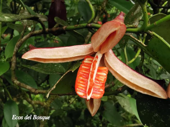Clusia gracilis