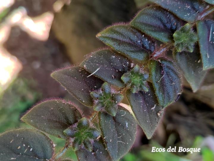 Columnea microphylla