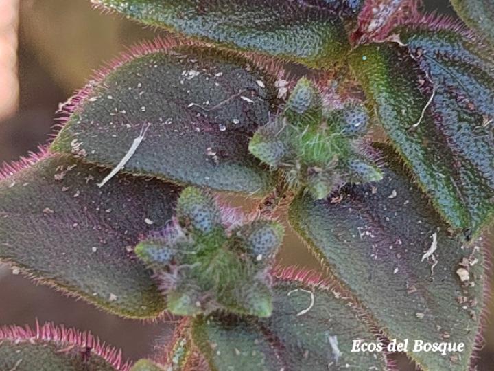 Columnea microphylla