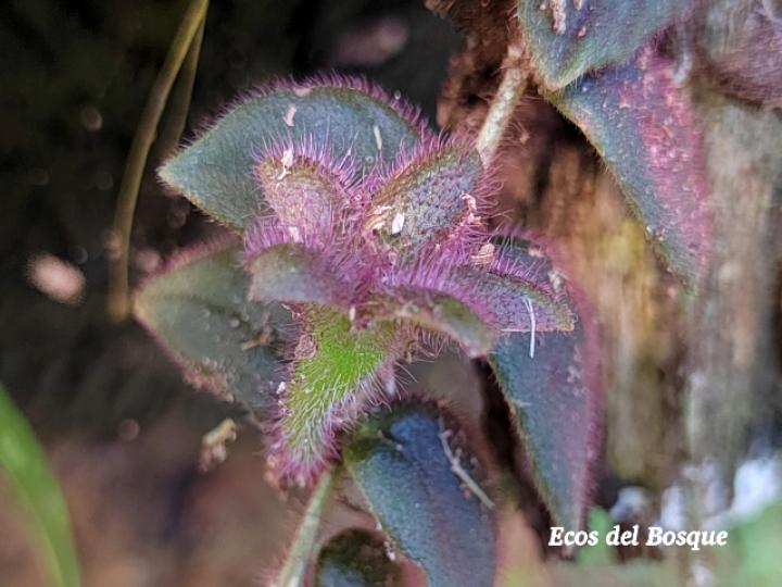 Columnea microphylla
