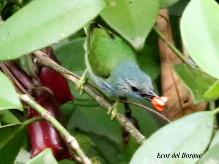 Cynerés lucidus en Clusia gracilis