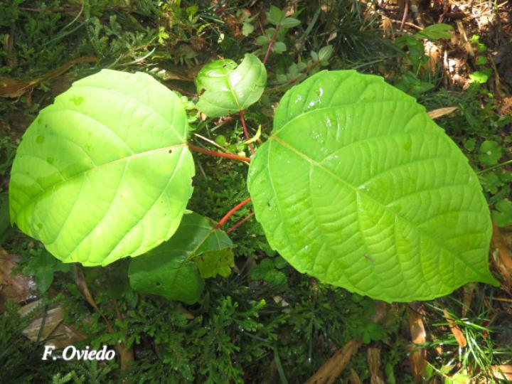 Alchornea latifolia (Chasparrio, Canelito)