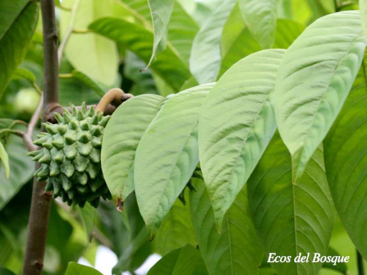 Annona mucosa (Variedad seleccionada)