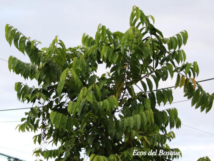 Annona mucosa (Variedad seleccionada)