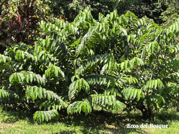 Annona mucosa (Variedad seleccionada)