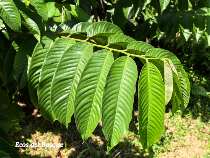 Annona mucosa (Variedad seleccionada)