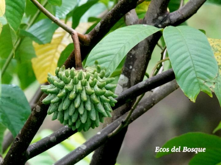Annona mucosa (Variedad seleccionada)