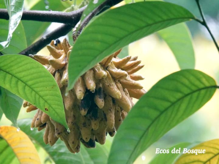 Annona mucosa (Variedad seleccionada)