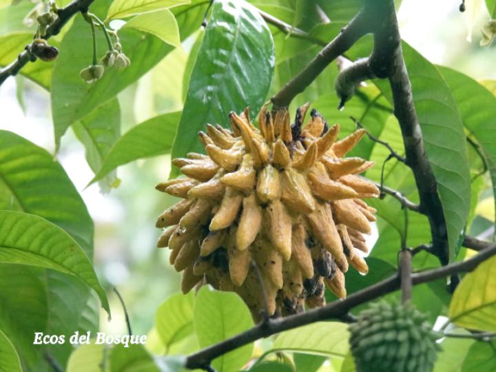 Annona mucosa (Variedad seleccionada)