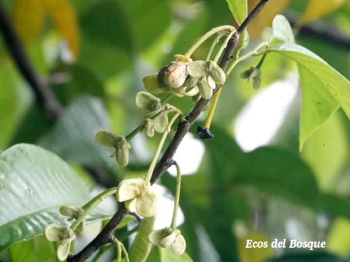 Annona mucosa (Variedad seleccionada)