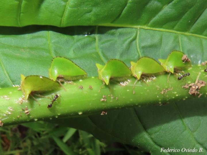 Antianthe sp (Espinita)