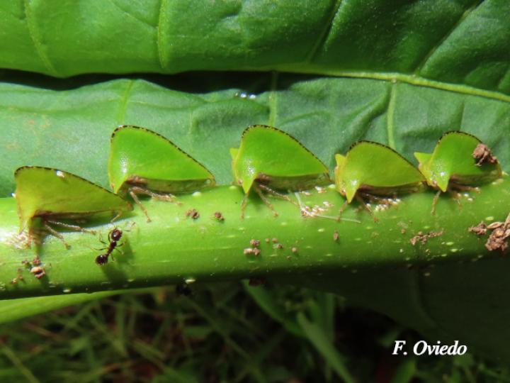 Antianthe sp (Espinita)