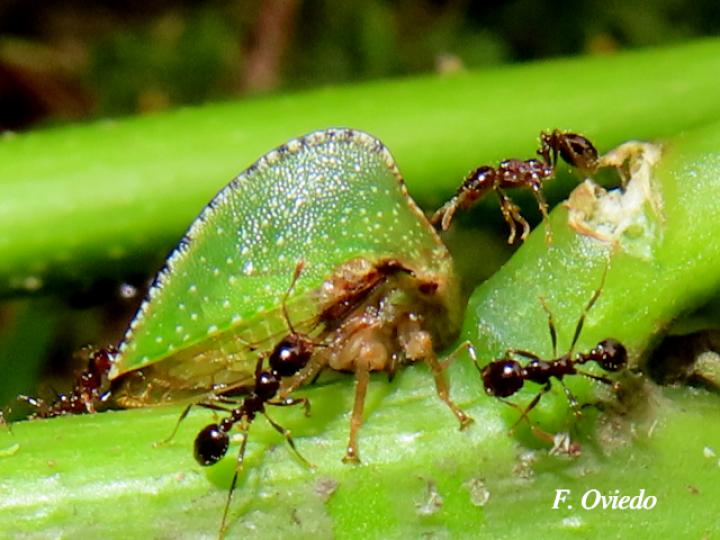 Antianthe sp (Espinita)