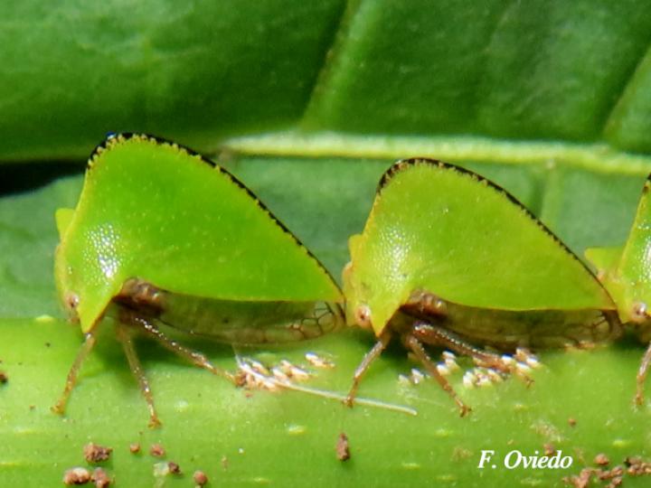 Antianthe sp (Espinita)