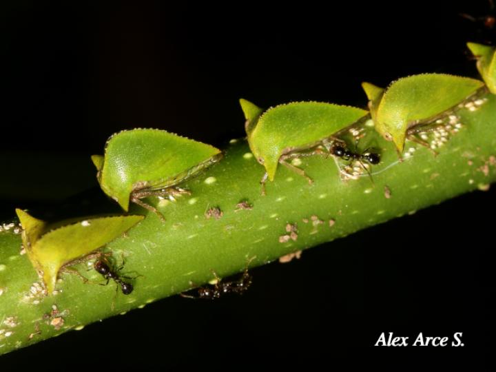 Antianthe sp (Espinita)