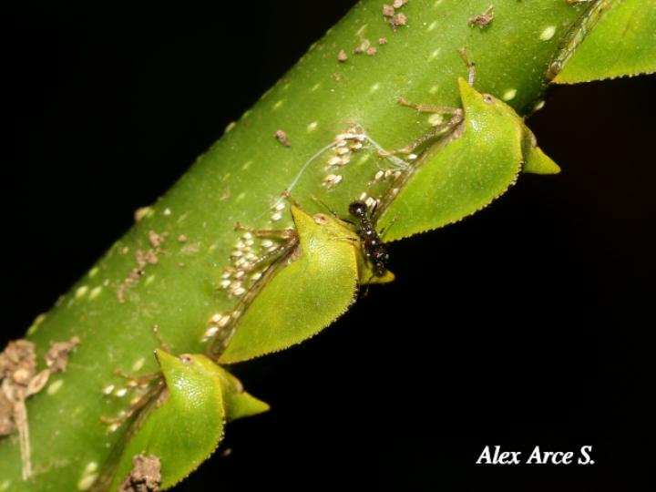 Antianthe sp (Espinita)