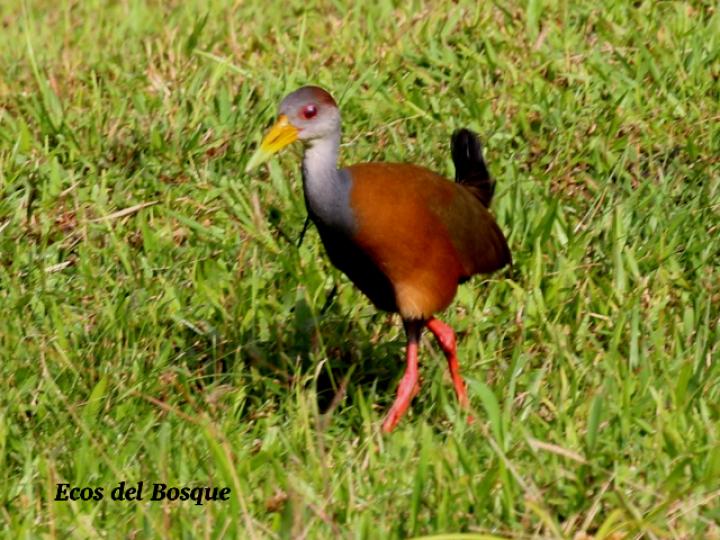 Aranides cajaneus (chirincoca)
