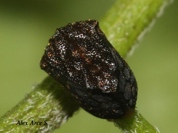 Bolbonota tuberculata (Espinita)