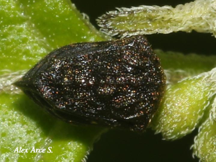 Bolbonota tuberculata (Espinita)