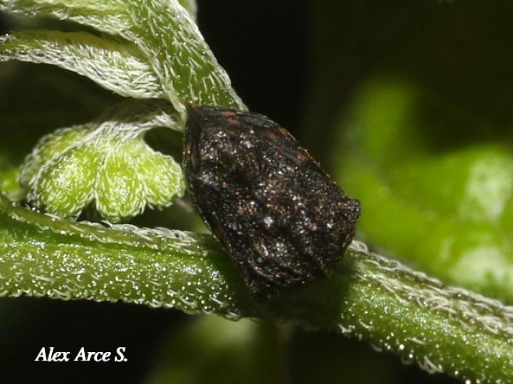 Bolbonota tuberculata (Espinita)