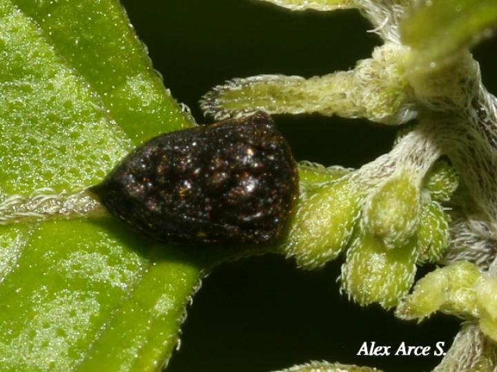 Bolbonota tuberculata (Espinita)