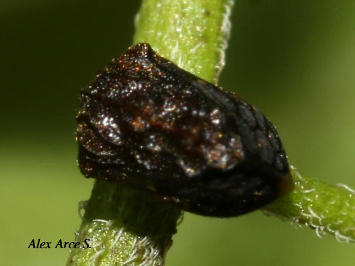 Bolbonota tuberculata (Espinita)