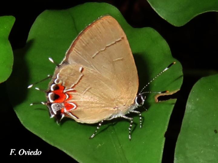 Calycopis orcillula