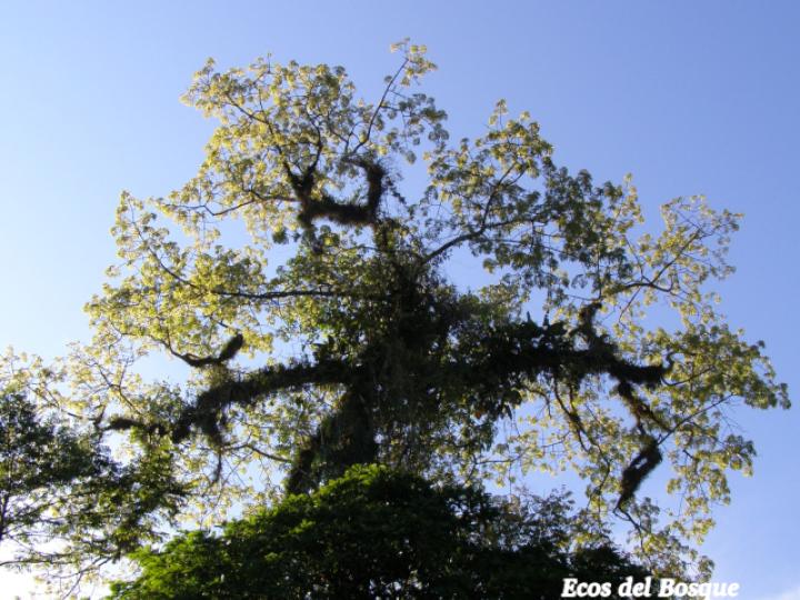Ceiba pentandra