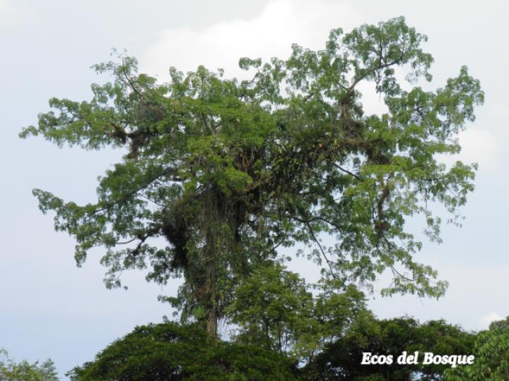 Ceiba pentandra