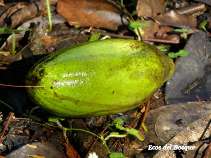 Ceiba pentandra Ceiba pentandra