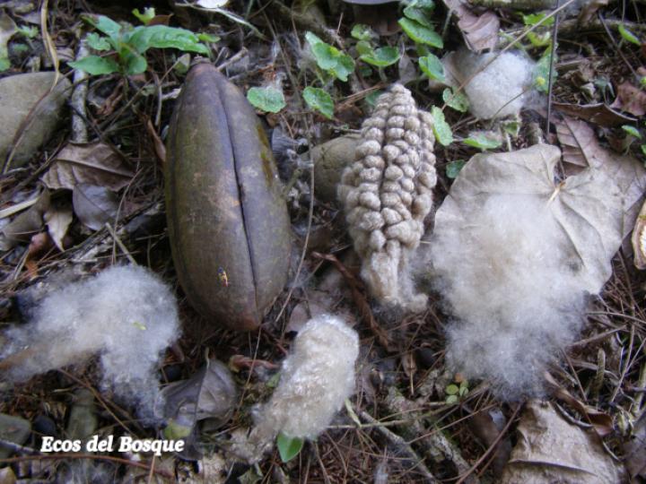 Ceiba pentandra Ceiba pentandra