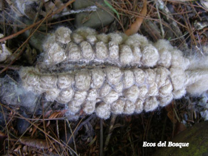 Ceiba pentandra Ceiba pentandra