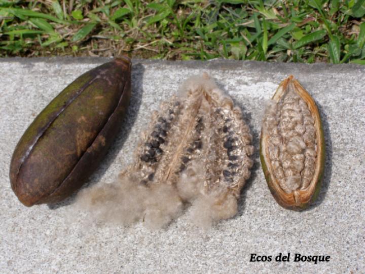 Ceiba pentandra Ceiba pentandra