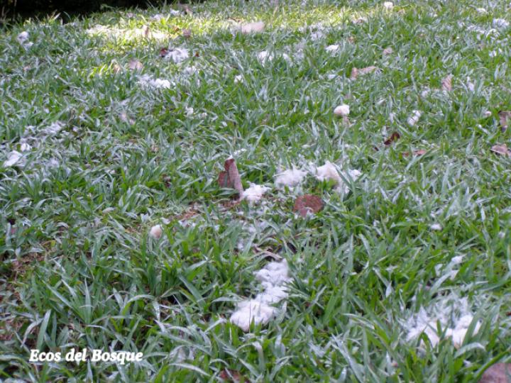 Ceiba pentandra Ceiba pentandra