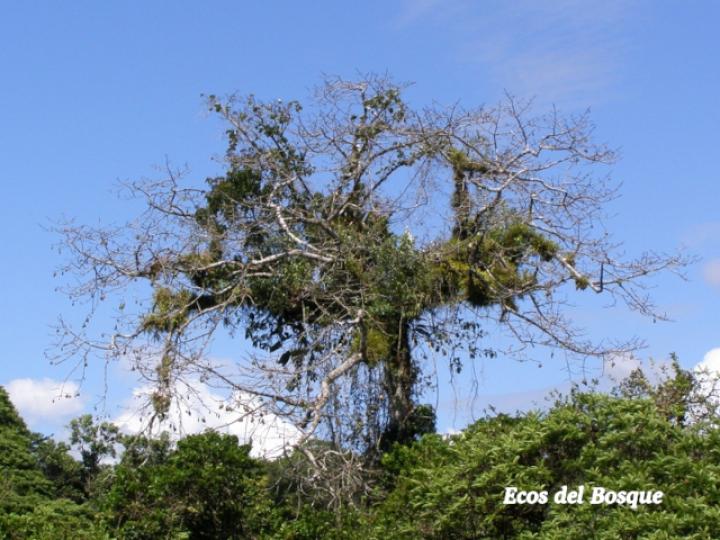 Ceiba pentandra Ceiba pentandra
