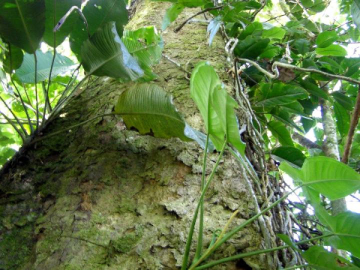 Ceiba pentandra Ceiba pentandra