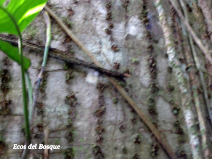 Ceiba pentandra Ceiba pentandra