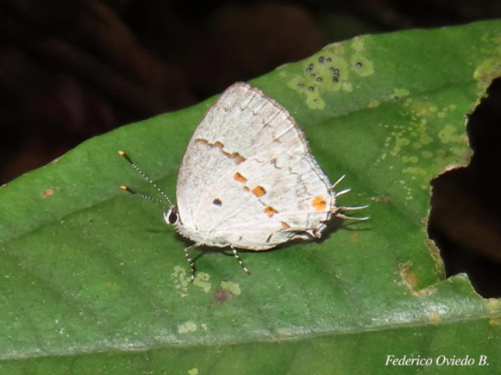Celmia celmus