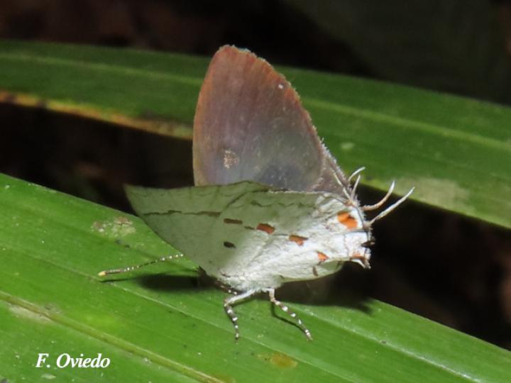 Celmia celmus