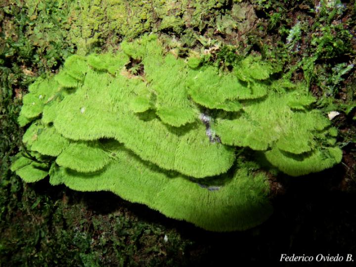 Coenogonium sp