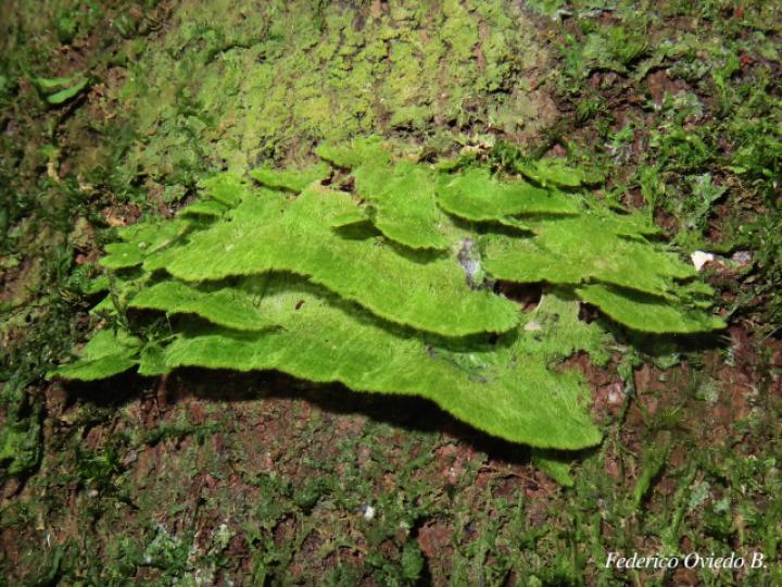 Coenogonium sp