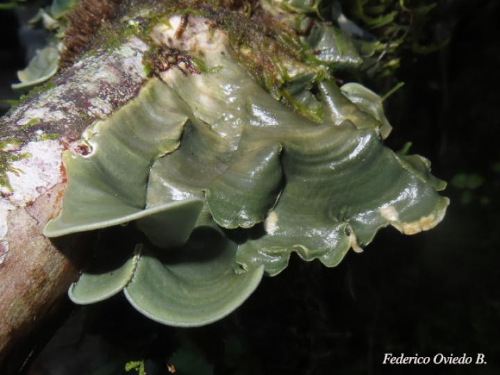 Cora sp