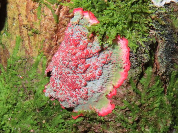 Cryptothecia rubrocincta 