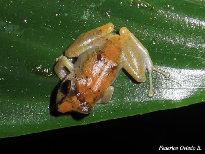 Diasporus diastema (Rana de campanilla común)