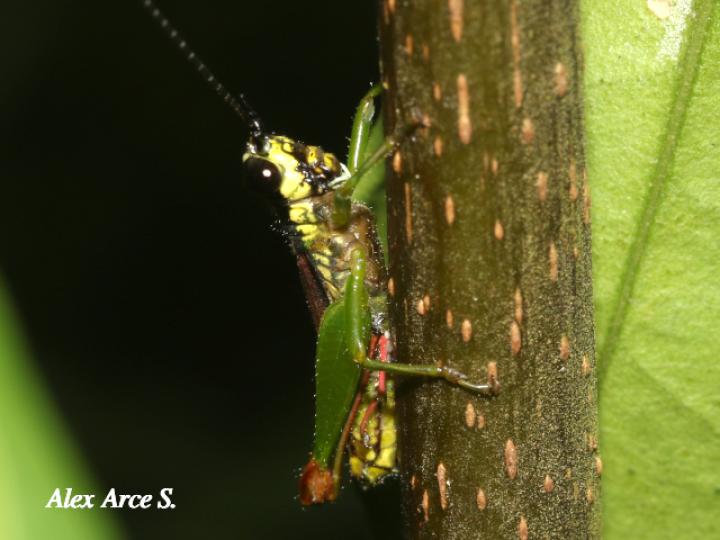 Drymophilacris bimaculata