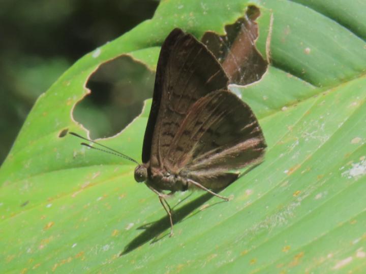 Emesis ocypore