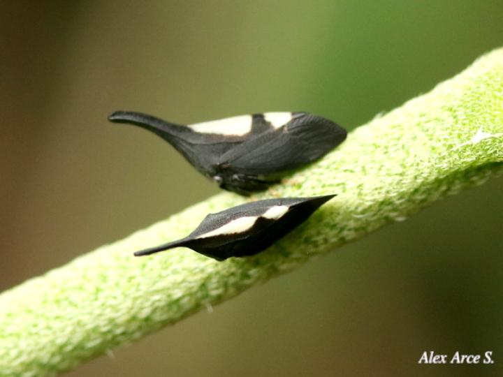 Enchophyllum sp