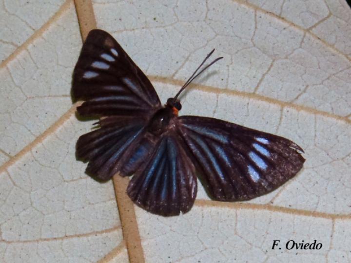 Esthemopsis colaxes (Encantadora)